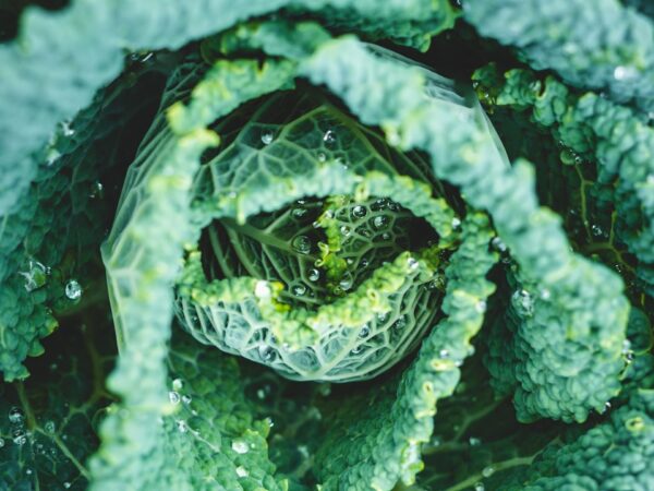 Photo fermented plant probiotics