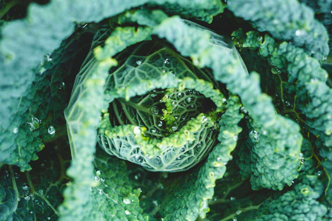 Photo fermented plant probiotics